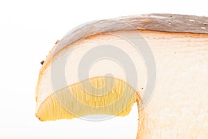 Section of boletus, porcini mushroom on white background