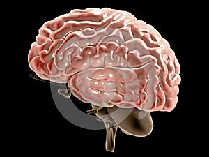 Section of a brain seen in profile. Degenerative diseases, Parkinson, synapses, neurons, Alzheimer`s