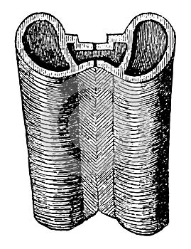 Section of a Butterfly Trunk after Reaumur vintage illustration