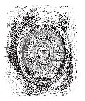 Section of a cilium and its hair follicles, vintage engraving photo