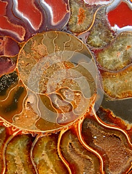 Section through the colored ammonite.