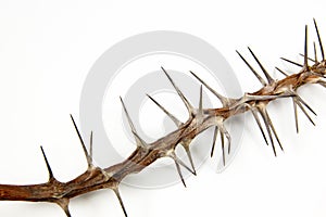 Section of Dried Branch Covered in Sharp Thorns