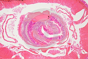 Section of an Earthworm under the microscope