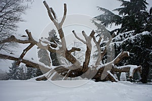 Wood sculpture in snow