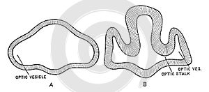 Section Through Forebrain of Human and Lepidosteus Embryos, vintage illustration