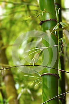 Section of green bamboo tree in the forest close up