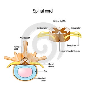 section of the human vertebral column and cross-section of spinal cord. photo