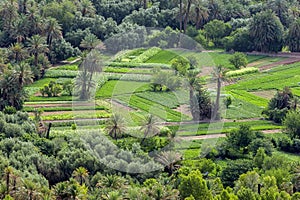 A section of the lush Tinerhir oasis in Morocco where fruit and vegetables are grown.