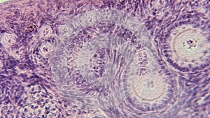 Section of a mammalian ovary under a microscope