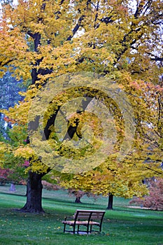 Section of Manito Park with Autumn trees and bench.