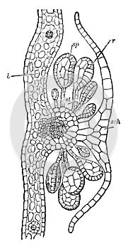 Section of a Nephrolepis vintage illustration