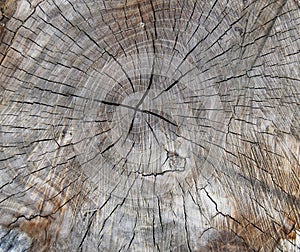 Section of an old tree trunk with wood cracks