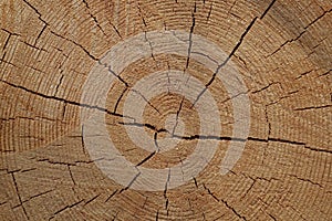 Section of pine logs