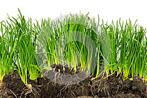 Section of plants with roots and soil isolated on white background