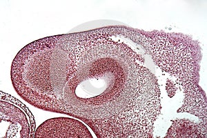 Section of a porcine embryo head under the microscope