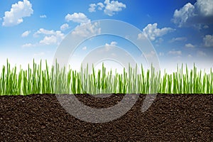 Section or profile of natural soil with green grass under the clear blue sky