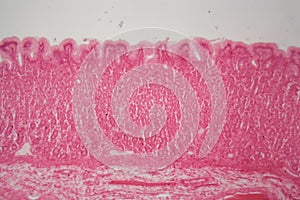 Section of the pyloric region of a dog stomach