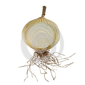 Section Ripe Onion Isolated