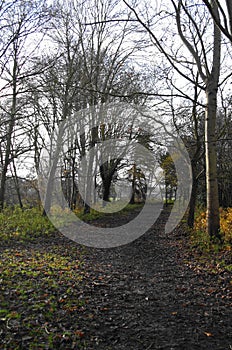 Section of Riverside Walk Through Yeovil Country Park