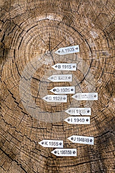 Section of secular tree trunk with year labels