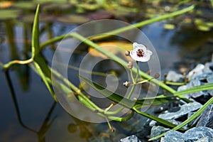 Section of a small overgrown pond with arrowhead flower