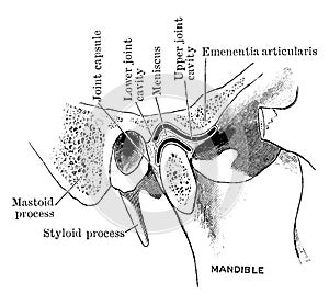 Section Through Temporo Mandible Joint, vintage illustration