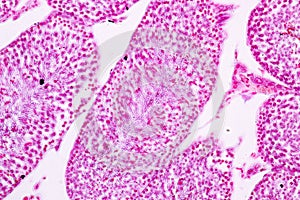 Section of Testis tissue under the microscope .