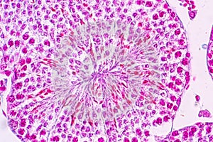 Section of Testis tissue under the microscope .