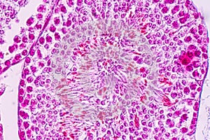 Section of Testis tissue under the microscope .