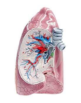 Section to human lungs