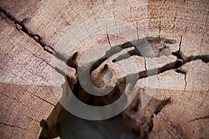 Section wood texture closeup background