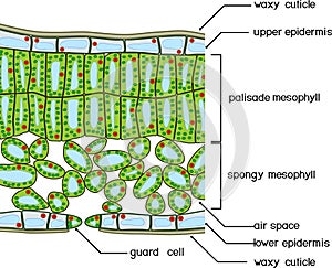 Sectional diagram of plant leaf structure.
