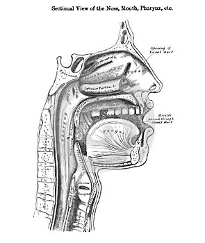 Sectional vertical view of the nose mouth and pharynx - from a 19th century anatomy textbook