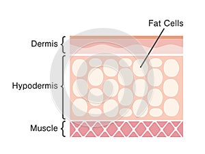 Sectional view of fat cells vector illustration