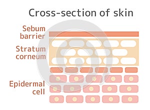 Sectional view illustration of the skin / english