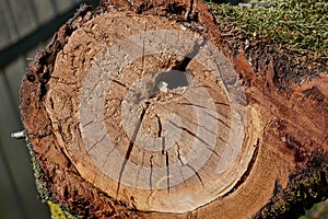 Sectioned tree trunk