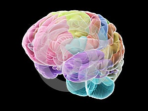 The sections of the human brain