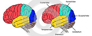Sections of human brain anatomy side view flat photo