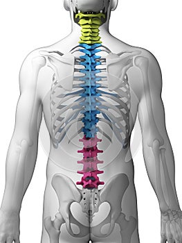 Sections of the spine