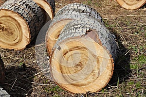 Sections of tree trunk