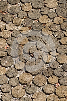 Sections of tree trunks photo