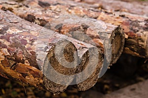 Sections of wooden logs that lie in a row.