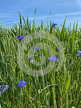 sector of a corn field with cornflowers