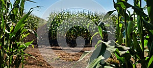 sectors of corn fields of agricultural crops