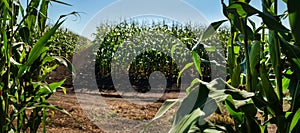 sectors of corn fields of agricultural crops photo