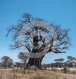 Secular baobab tree in the Tarangire National Park in Tanzania, Africa