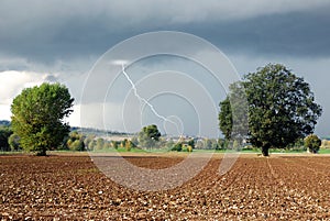 Secular oak in the countryside