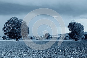 Secular oak in the countryside