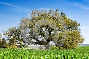 Secular oak tree