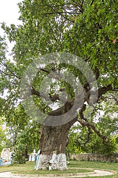 Secular oak tree